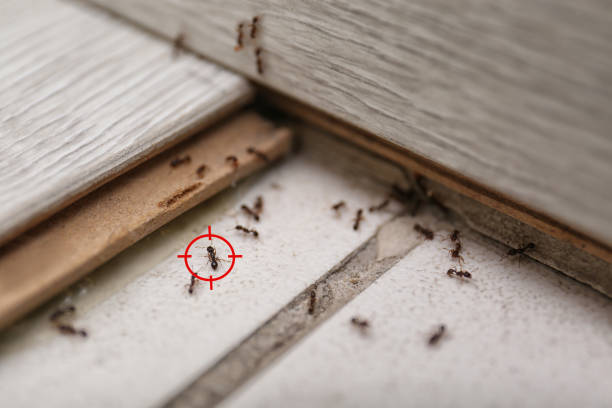 Best Wasp Removal Services  in Farr West, UT