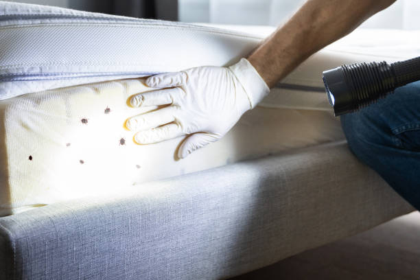 Best Pest Removal Services  in Farr West, UT