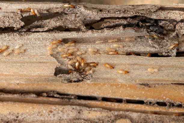 Best Pest Inspection Near Me  in Farr West, UT