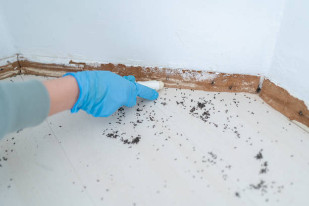 Best Rat Extermination Near Me  in Farr West, UT
